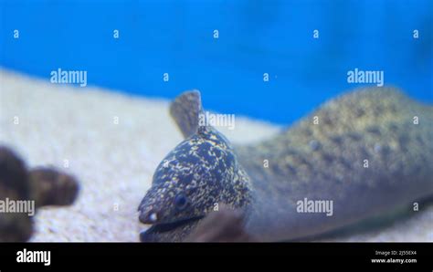 Moray Eel Fish Aquarium Fish Stock Photo Alamy