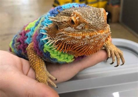 Crocheted Adult Bearded Dragon Sweater Bearded Dragon Etsy Canada