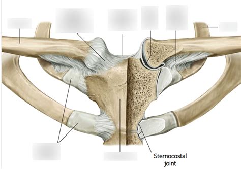 Sternoclavicular Joint Diagram Quizlet