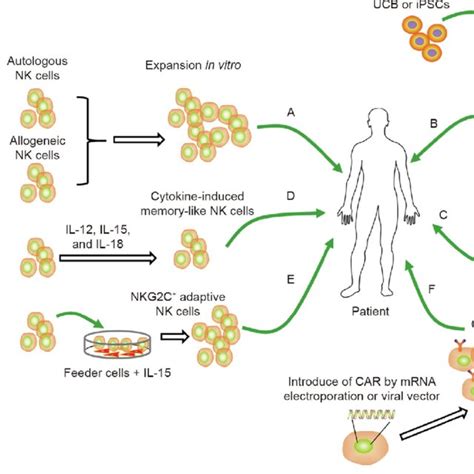 Various sources of NK cells used for tumor immunotherapy. A: Autologous ...