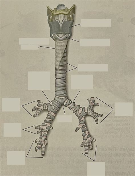 Anatomy Quiz Diagram Diagram Quizlet