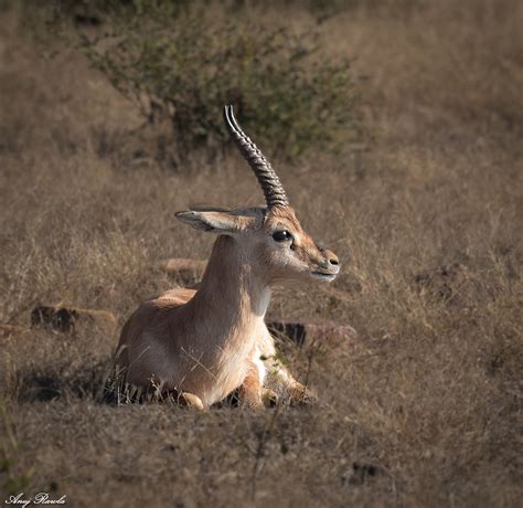 Ranthambore December 2021 - Day 02 on Behance