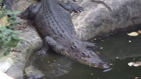 Philippine Adventures Quest 2 Avilon Zoos Crocodile Was Ready To Eat