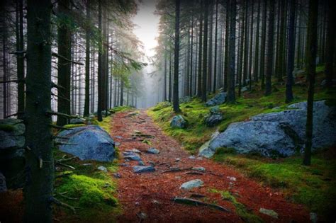 Astonishing Photos Of Paths In The Forest Top Dreamer