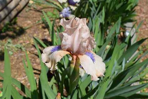 Des Meilleurs Cultivars D Iris Pour Votre Jardin Goodgardenthing