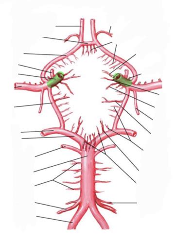 361 Cerebrovascular Structures Flashcards Quizlet