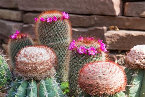 Violet cactus flowers stock image. Image of purple, botanic - 41274635