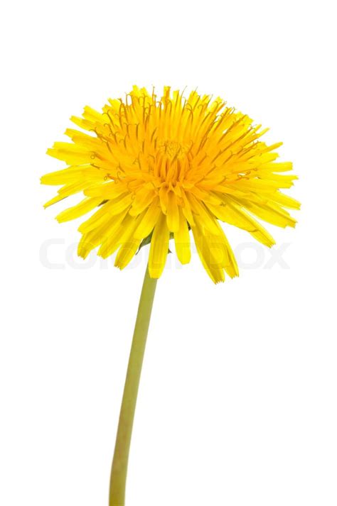 Yellow Dandelion (Taraxacum Officinale) Flower on White Background | Stock image | Colourbox