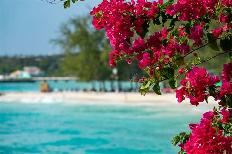 5 Caribbean Flowers That Brighten Any Room - Must Love Travel