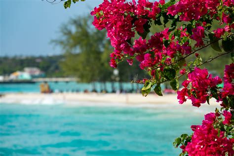 5 Caribbean Flowers That Brighten Any Room - Must Love Travel