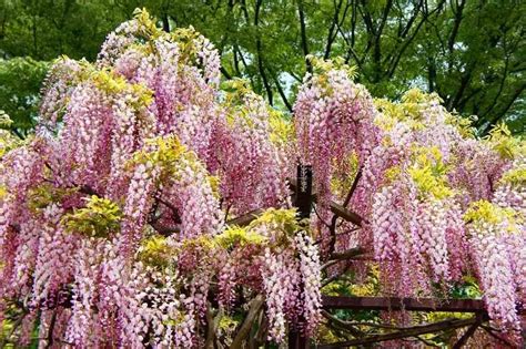 Wisteria Floribunda Honbeni Syn Pink Ice Glicynia Kwiecista