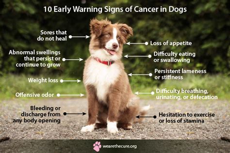 10 Early Warning Signs Of Cancer In Dogs National Canine Cancer Ftd