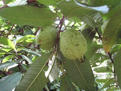 Psidium Guajava Ruby Supremeguava Tree Richard Lyons Nursery Inc