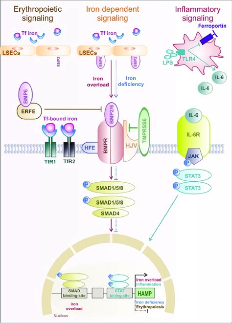 Mechanism regulating hepcidin expression. | Download Scientific Diagram