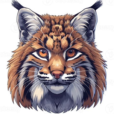 Bobcat Cartoon Flat Color 44766879 Png