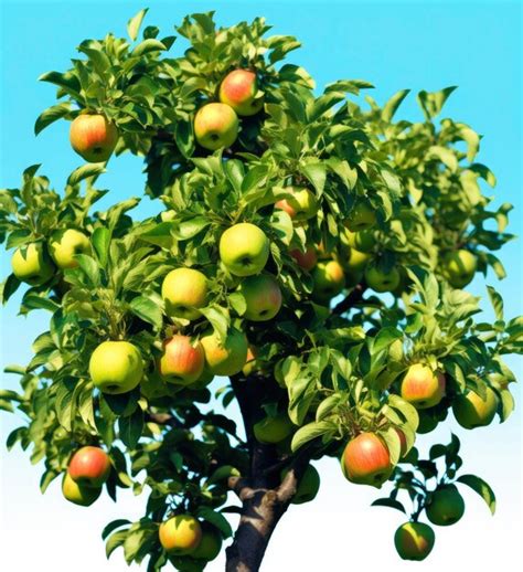 Premium AI Image | A beautiful green apple tree