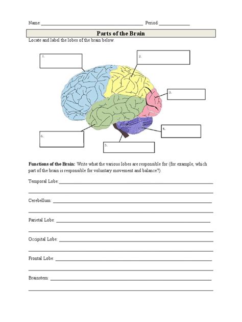 The Brain Questions | PDF | Brain | Brainstem