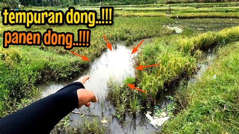 KETEMU SPOT TEMPURAN AUTO PANEN DONG Mancing Ikan Red Devil Di Waduk