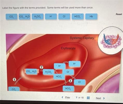 Solved Label The Figure With The Terms Provided Some Terms Chegg