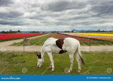 Horse And Tulip Field Stock Photo Image Of Northwest 70149406