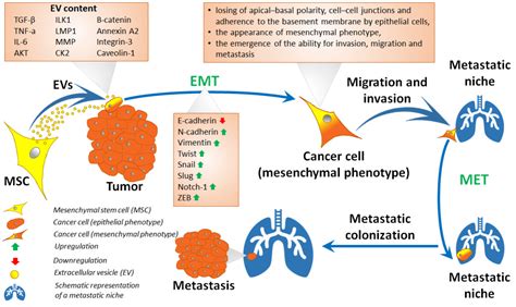 Ijms Free Full Text Role Of Mesenchymal Stem Cell Derived