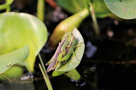 Grasshopper Mating Bugs Sex Free Photo On Pixabay Pixabay