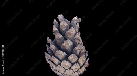 Time Lapse Of Opening Pine Cone 1a1 In Png Format With Alpha