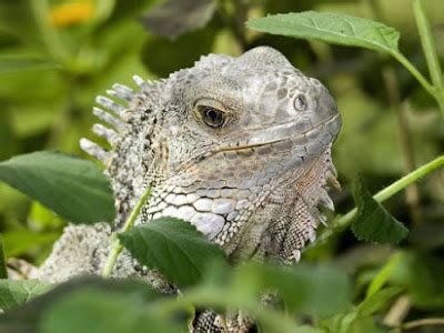 Iguanas en casa Cómo alimentar a tu iguana correctamente