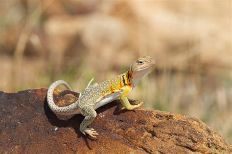 Eastern Collared Lizard (Crotaphytus collaris)