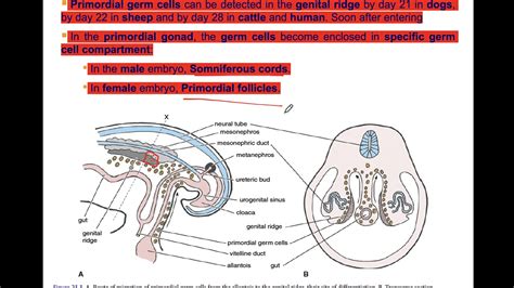 Developmental Of Male Reproductive System Youtube