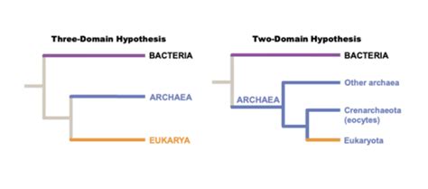 Ecology And Evolution Protists Flashcards Quizlet