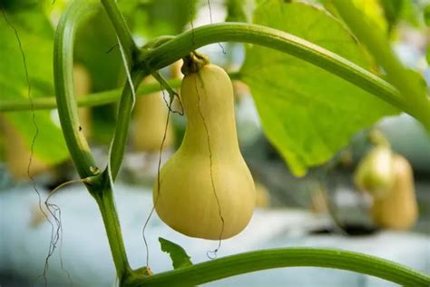 Quels L Gumes Planter En Mai Top Plantes D Licieuses