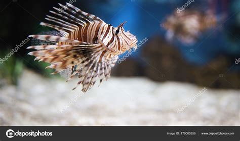 Beautiful venomous lion fish in aquarium — Stock Photo © nd3000 #170005256