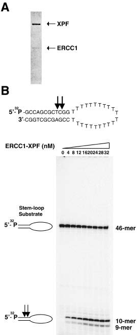 Structure Specific Nuclease Activity Of Recombinant Ercc Xpf A