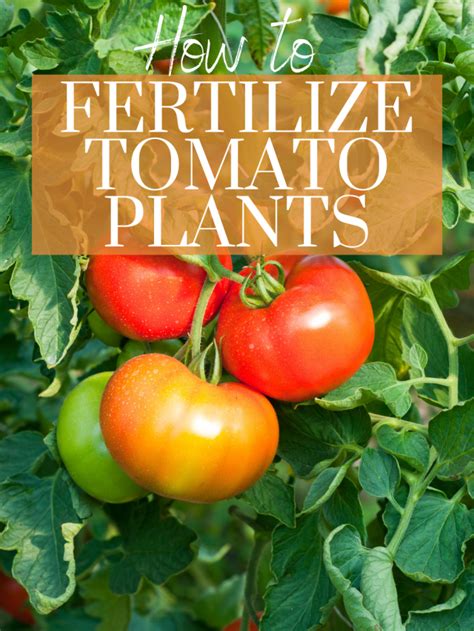 How To Fertilize Tomato Plants The Kitchen Garten