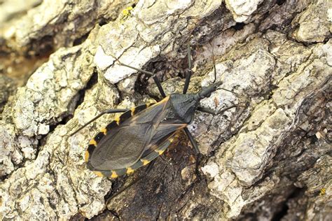 Texas Kissing Bug Spikes Could Increase Chagas Risk Agrilife Today