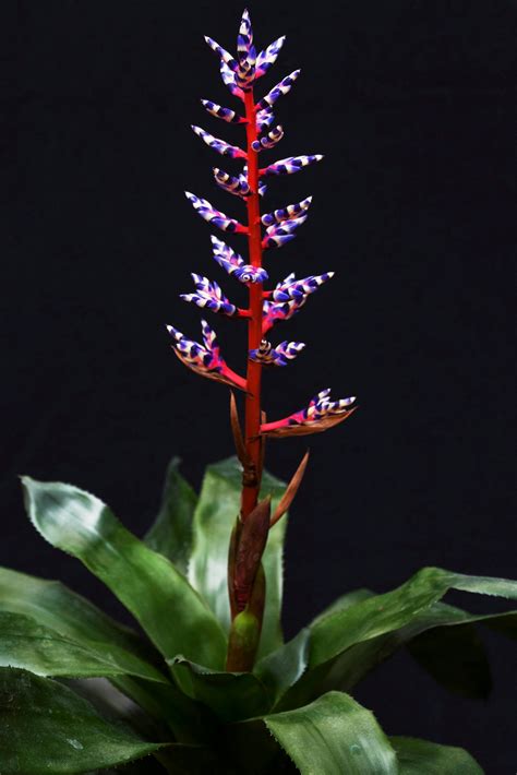 Purple And Red Bromeliad Flower In Bloom · Free Stock Photo
