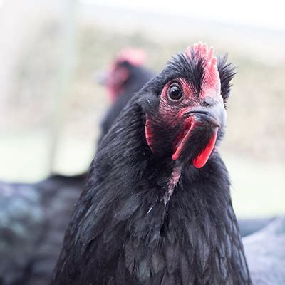 The History of the Chicken - Backyard Chicken Advice