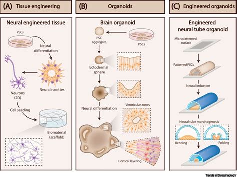 Advancing Organoid Design Through Co Emergence Assembly And