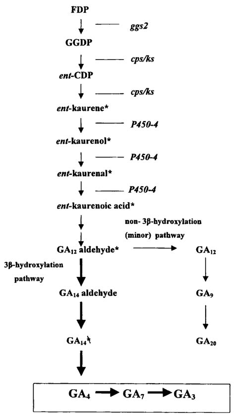 Ga Biosynthesis Pathway