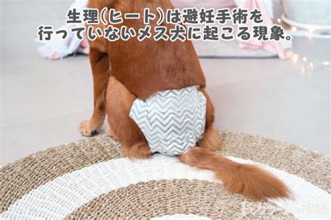 犬の生理ヒート ！期間や周期は？症状～なめる場合の対処法まで全まとめ！