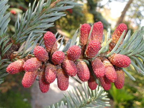 Шишки хвойных деревьев (Много фото) - treepics.ru
