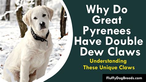 Why Do Great Pyrenees Have Double Dew Claws Understanding These Unique