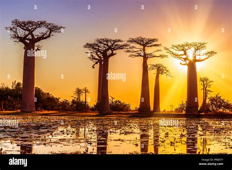 Beautiful Baobab Trees At Sunset At The Avenue Of The Baobabs In