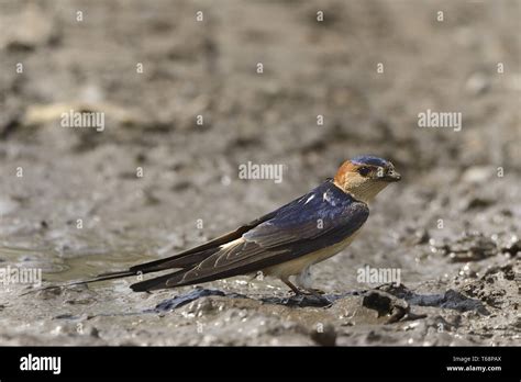 Red-rumped swallow, Cecropis daurica, Hirundo daurica, Europe Stock ...