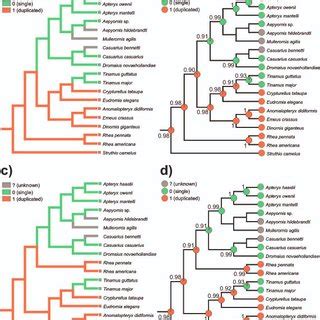 Moa fossils. Moa long bones (left tibiotarsa) and moa eggshell were ...