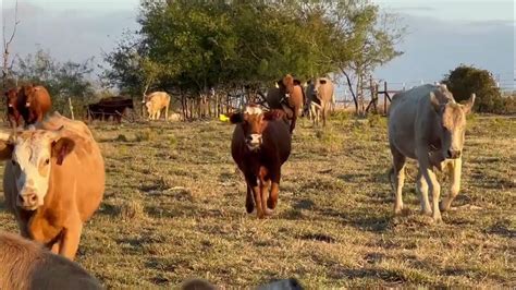 55 Head Of Charolais Charolais Cross Red Angus Beefmaster And