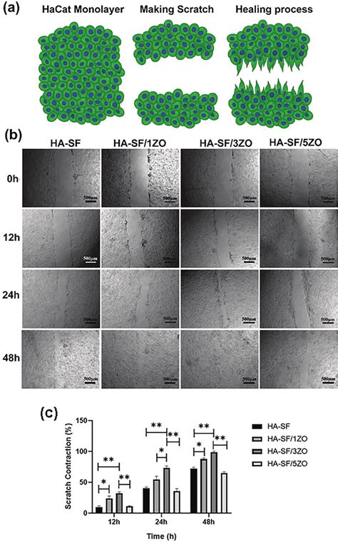 In Vitro Wound Healing Scratch Assay A Schematic Illustration Of