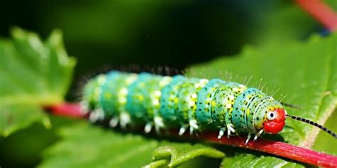 Chenille Verte Dangereuse Tout Ce Qu Il Faut Savoir