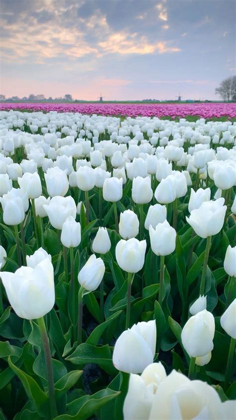 Many White Tulips Are In The Middle Of A Field With Pink And Purple Flowers